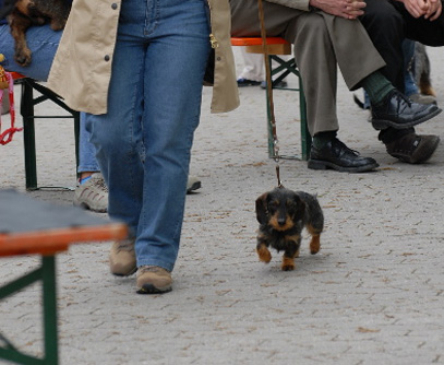 Zuchtschau der Sektion Ansbach in Langfurth 2008
