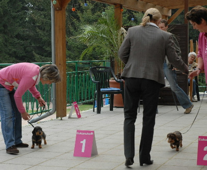 Landessiegerschau in Suhl/Thüringen