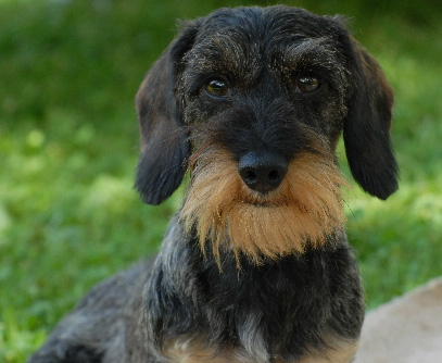 Internationale Hundeaussstellung 2009 in Wels
