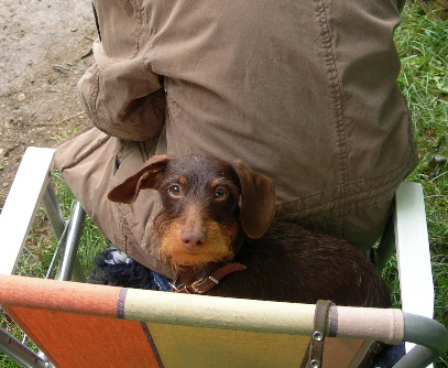 Begleithundeprüfung in Lauf-Neunhof