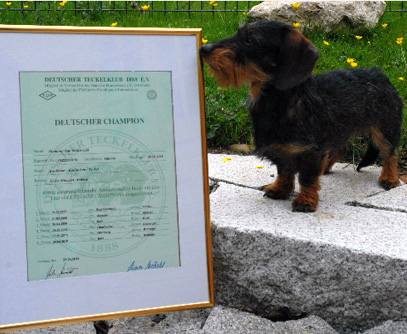 Deutscher Champion (DTK) 2010