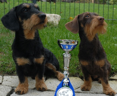 IHA Bundessieger Tulln 2010