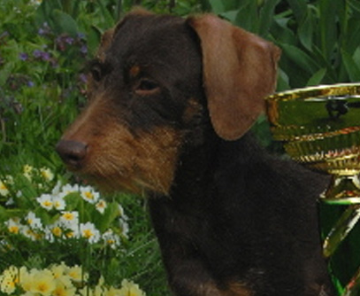 Bundessieger-Ausstellung 2011 Dortmund