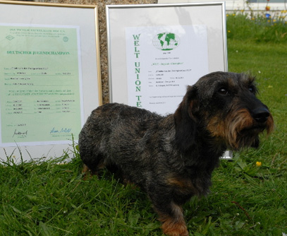 Deutscher Jugendchampion DTK & Weltunion Teckel