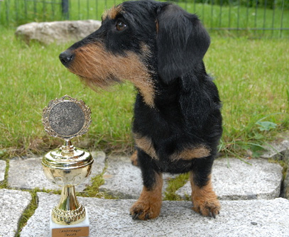 Landessieger-Ausstellung LV Hessen 2013