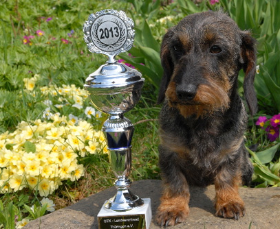 Spezial-Rassehundeausstellung des LV Thüringen in Suhl