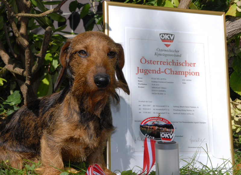 oesterreichischer jc 2015