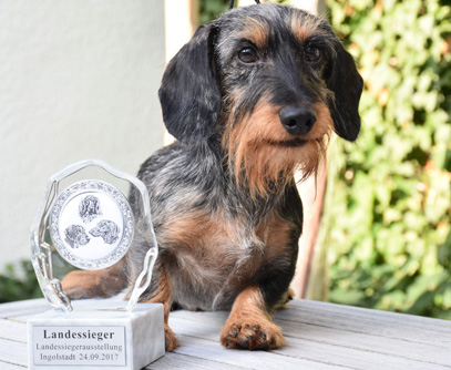 Landessieger-Ausstellung Südbayern in Ingolstadt